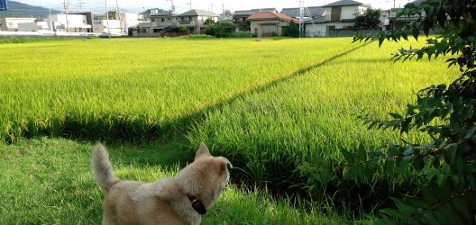 いつになったら涼しくなるのかな?