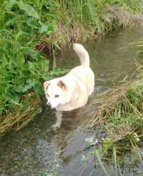 川遊びをたのしむデブ