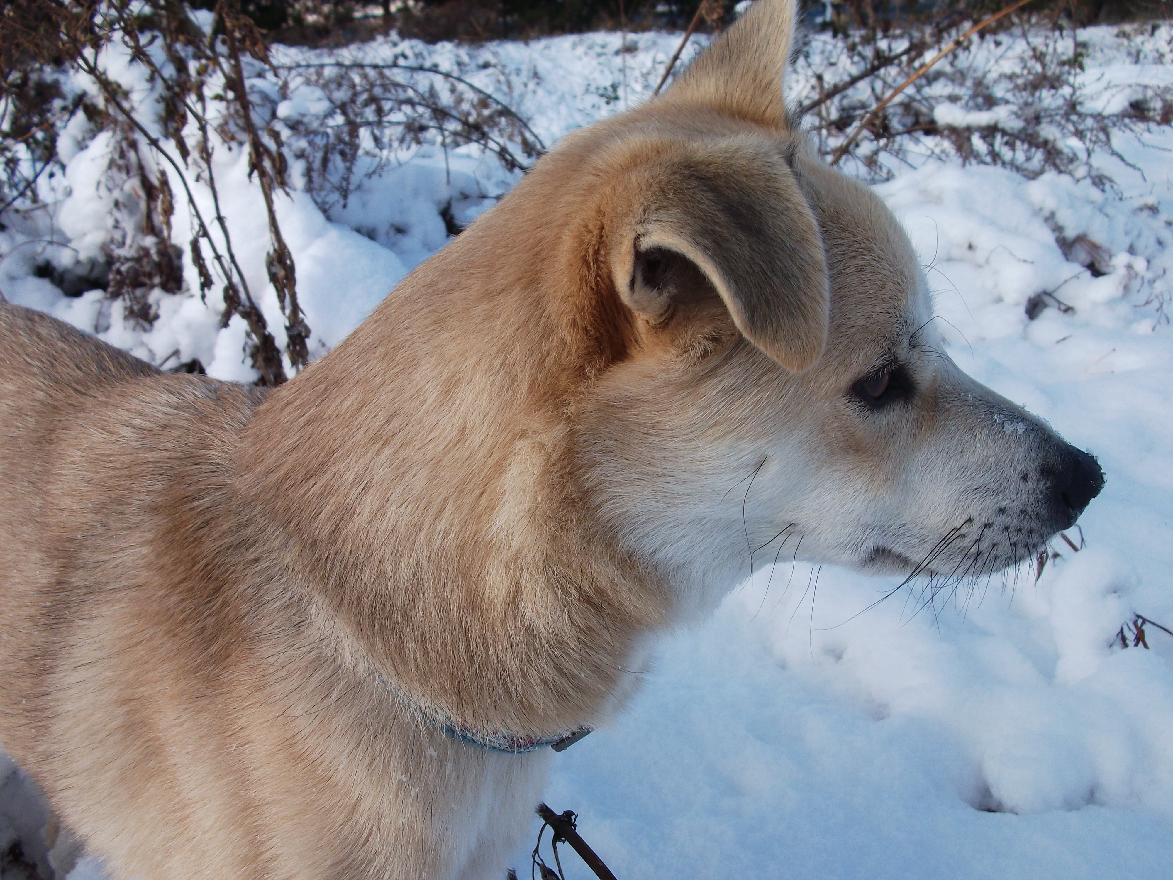 からしだねの癒し犬debu フォトギャラリー 社会福祉法人ミッションからしだね